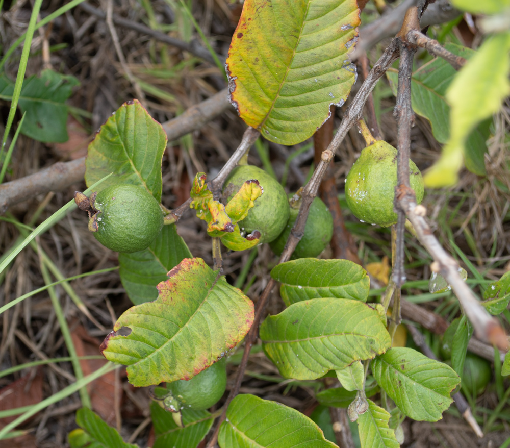 Изображение особи Psidium guajava.