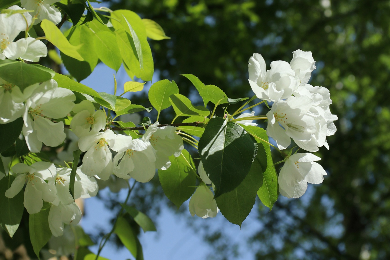 Изображение особи Malus baccata.