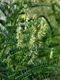 Astragalus galegiformis