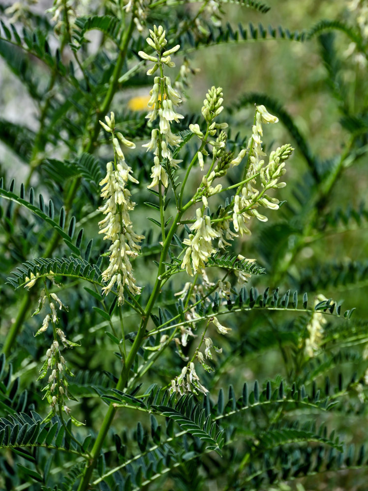 Image of Astragalus galegiformis specimen.