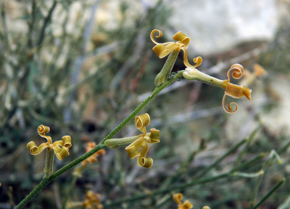 Image of Matthiola integrifolia specimen.