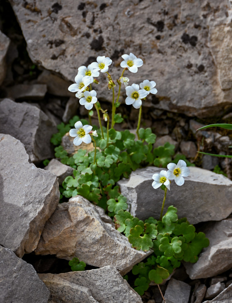 Изображение особи Saxifraga sibirica.