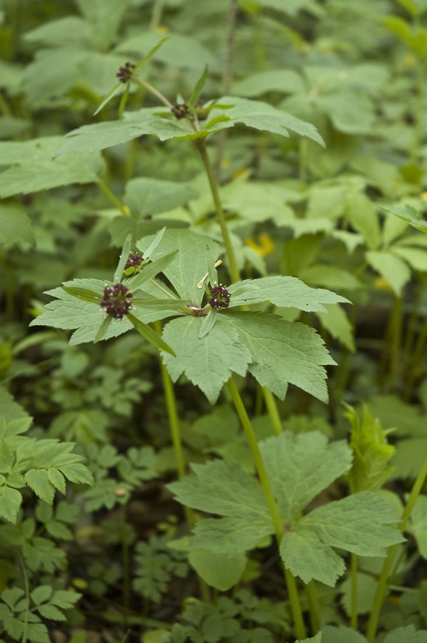 Image of Sanicula rubriflora specimen.