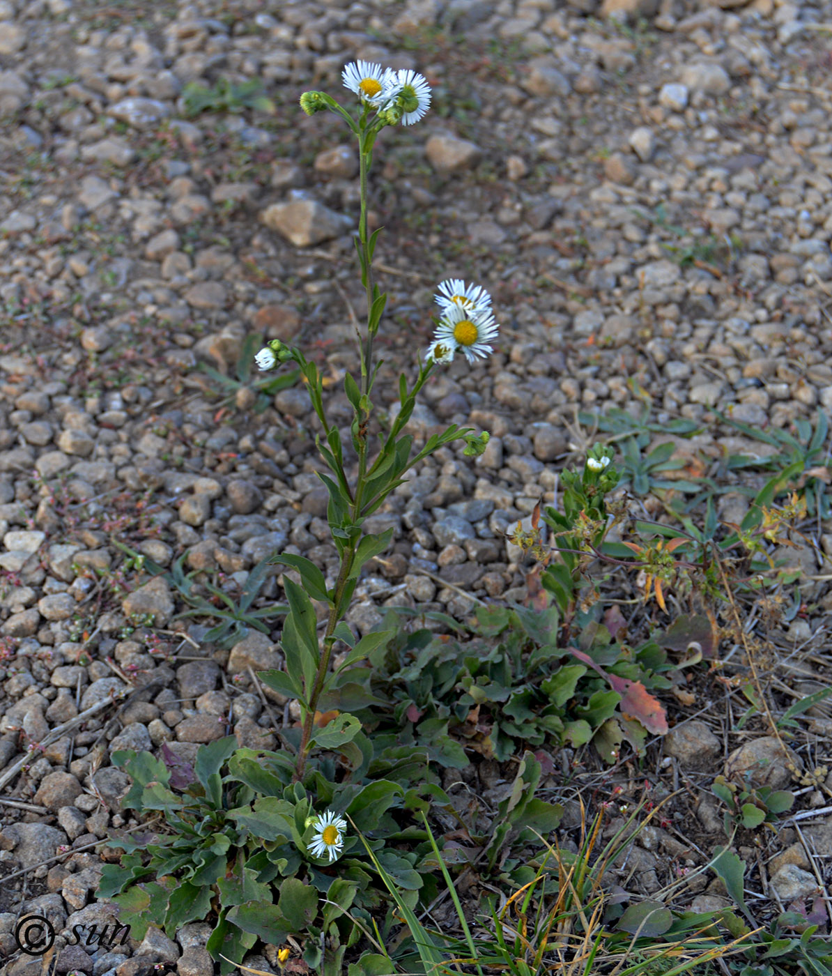 Изображение особи Erigeron annuus.