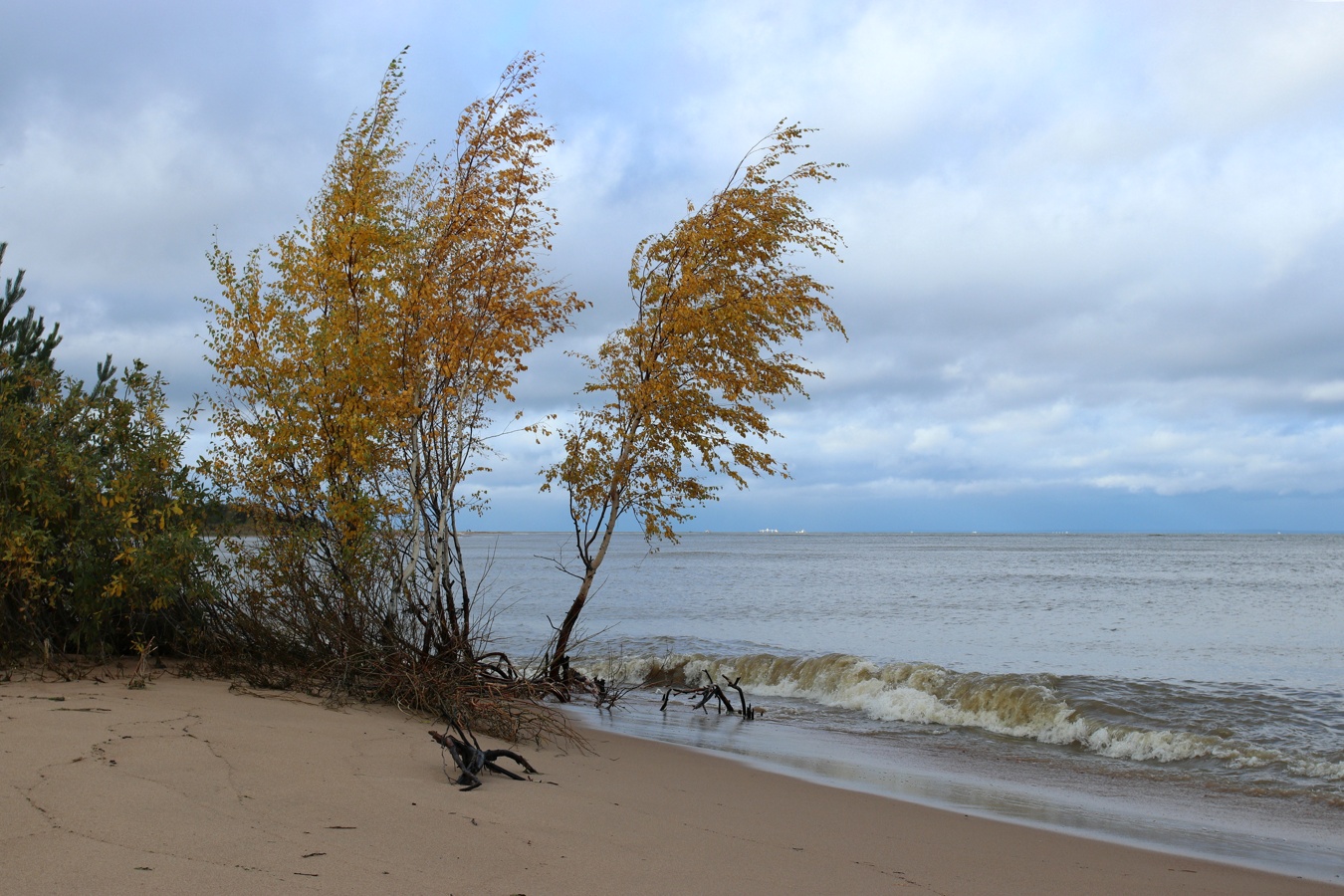 Image of Betula pendula specimen.
