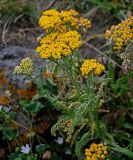 Achillea arabica. Верхушка цветущего растения. Армения, обл. Гегаркуник, берег оз. Севан, окр. монастыря Айраванк, ≈ 1900 м н.у.м., каменистый участок лугового склона. 23.06.2022.