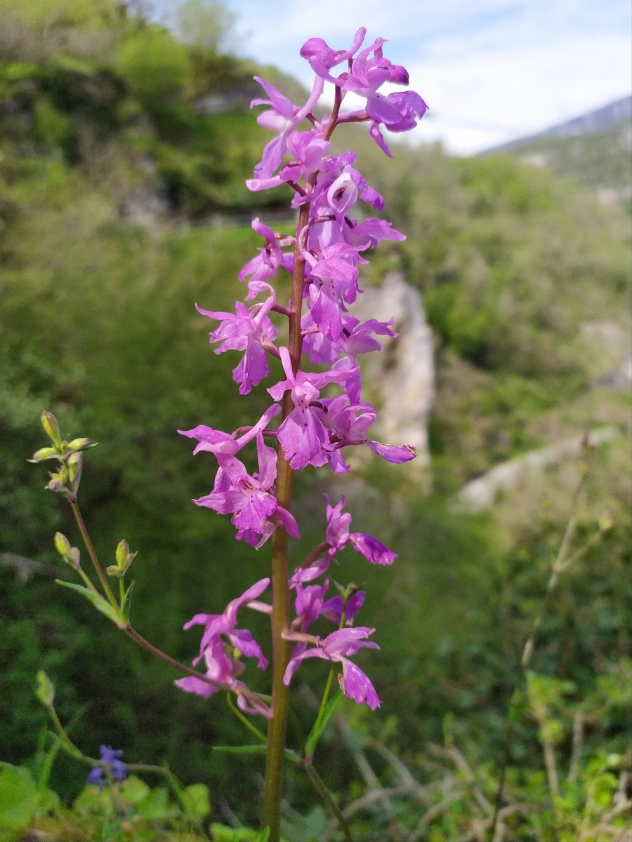 Image of Orchis mascula specimen.
