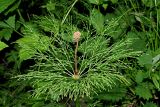 Equisetum sylvaticum
