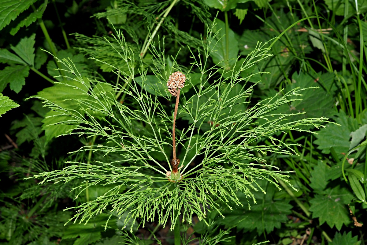 Изображение особи Equisetum sylvaticum.