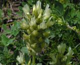 Astragalus follicularis. Соцветие. Алтай, Онгудайский р-н, мелкотравная степь по долине реки Урсул. 21.06.2007.