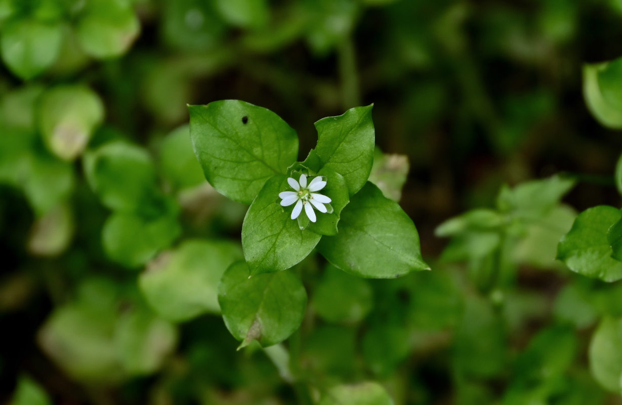 Image of Stellaria media specimen.