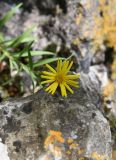 Inula ensifolia. Соцветие. Республика Адыгея, окр. пос. Каменномостский, верхняя часть левого борта долины р. Аминовка, поляна в дубовом лесу. 30 июля 2023 г.