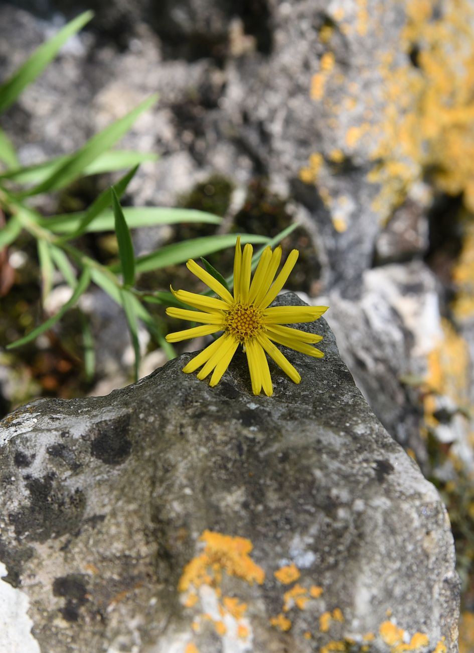 Изображение особи Inula ensifolia.