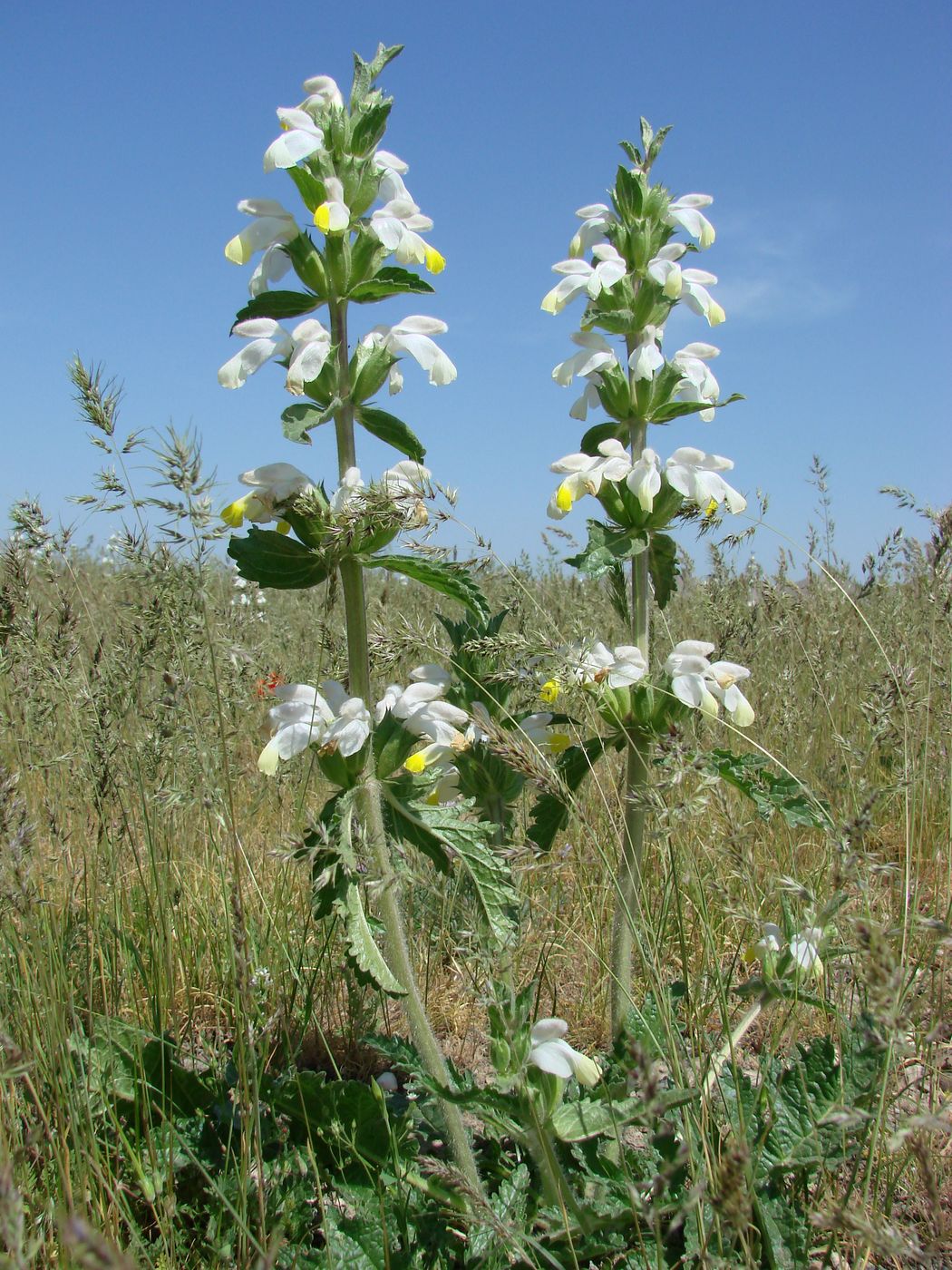 Image of Phlomoides labiosa specimen.