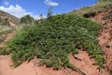 Juniperus sabina. Плодоносящее растение. Киргизия, Иссык-Кульская обл., Кунгей Алатау, ущ. Чолпон-Атинское, ≈2300 м н.у.м., пестроцветы. 2 августа 2022 г.