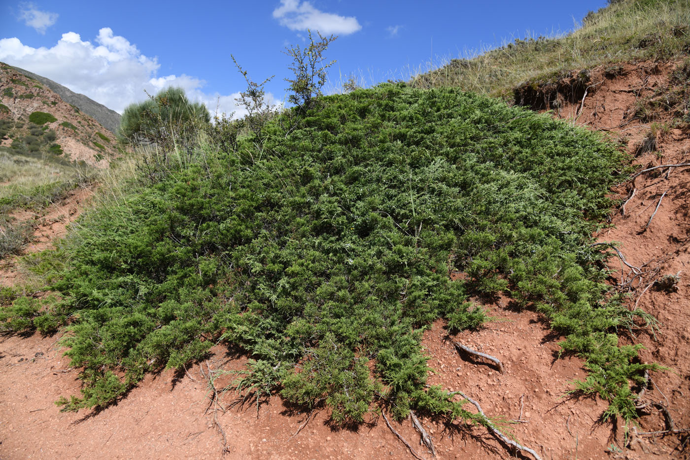 Image of Juniperus sabina specimen.