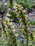 Pedicularis dubia