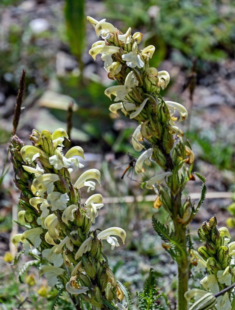 Изображение особи Pedicularis dubia.