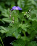 Geranium ferganense. Верхушка побега с цветком и бутонами. Киргизия, Джалал-Абадская обл., Западный Тянь-Шань, Чаткальский хр., перевал Кульдамбес, ≈ 2400 м н.у.м., опушка смешанного леса. 12.07.2022.