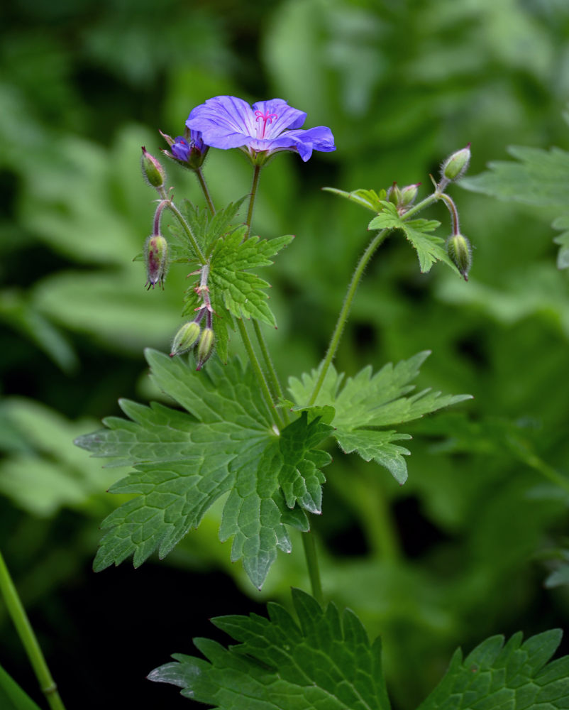 Image of Geranium ferganense specimen.