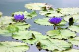 Nymphaea nouchali variety caerulea. Цветки и листья. ФРГ, земля Баден-Вюртемберг, г. Штутгарт, Wilhelma Zoologisch-Botanischer Garten. Июль.