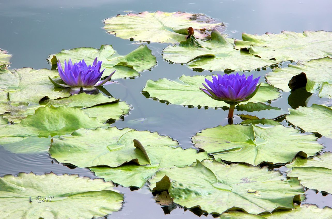 Image of Nymphaea nouchali var. caerulea specimen.