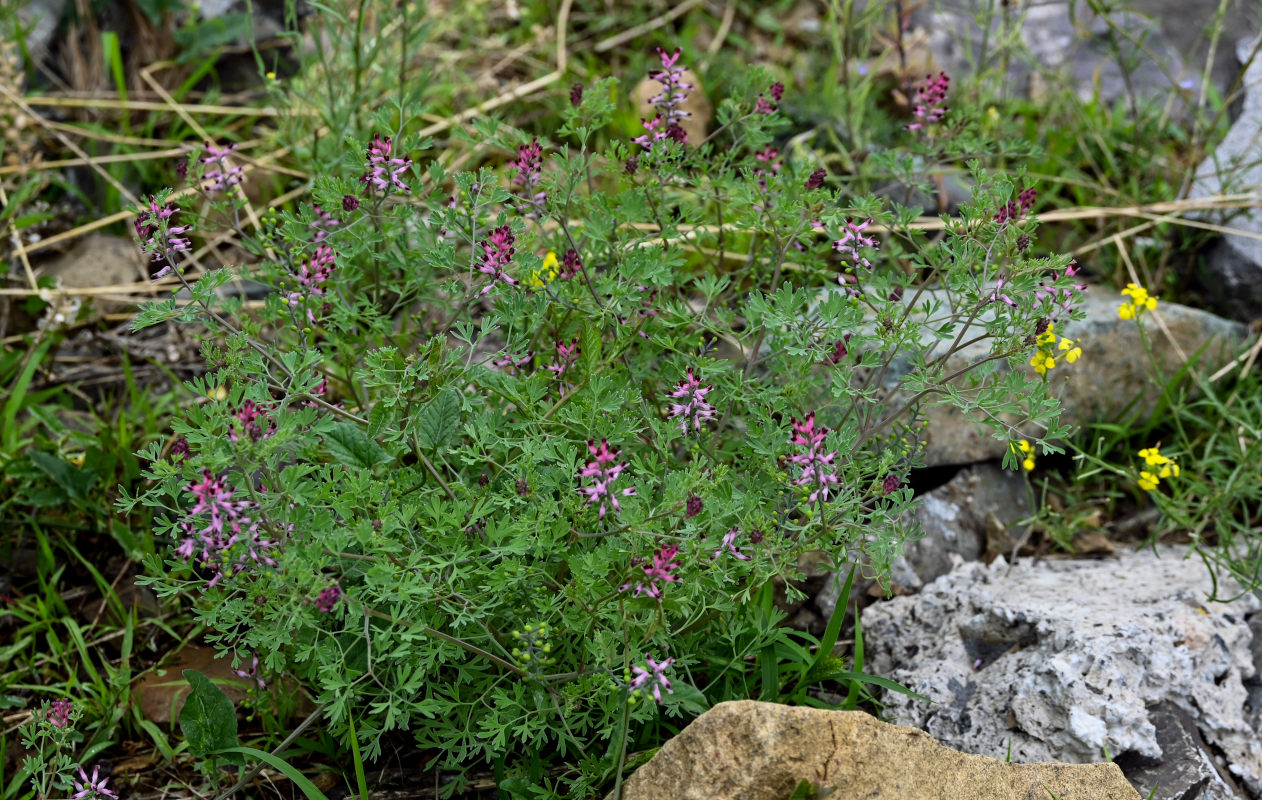 Изображение особи Fumaria officinalis.