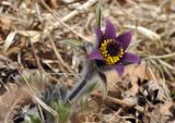 Pulsatilla chinensis. Верхушка цветущего растения. Приморский край, Уссурийский ГО, окр. с. Монакино, широколиственный лес, поляна на сопке. 21.04.2024.