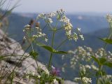 Galium valantioides