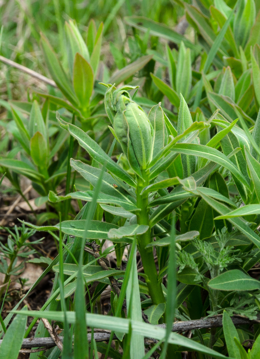 Image of genus Euphorbia specimen.