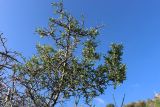 Amygdalus spinosissima