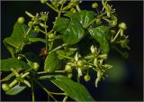 Euonymus europaeus
