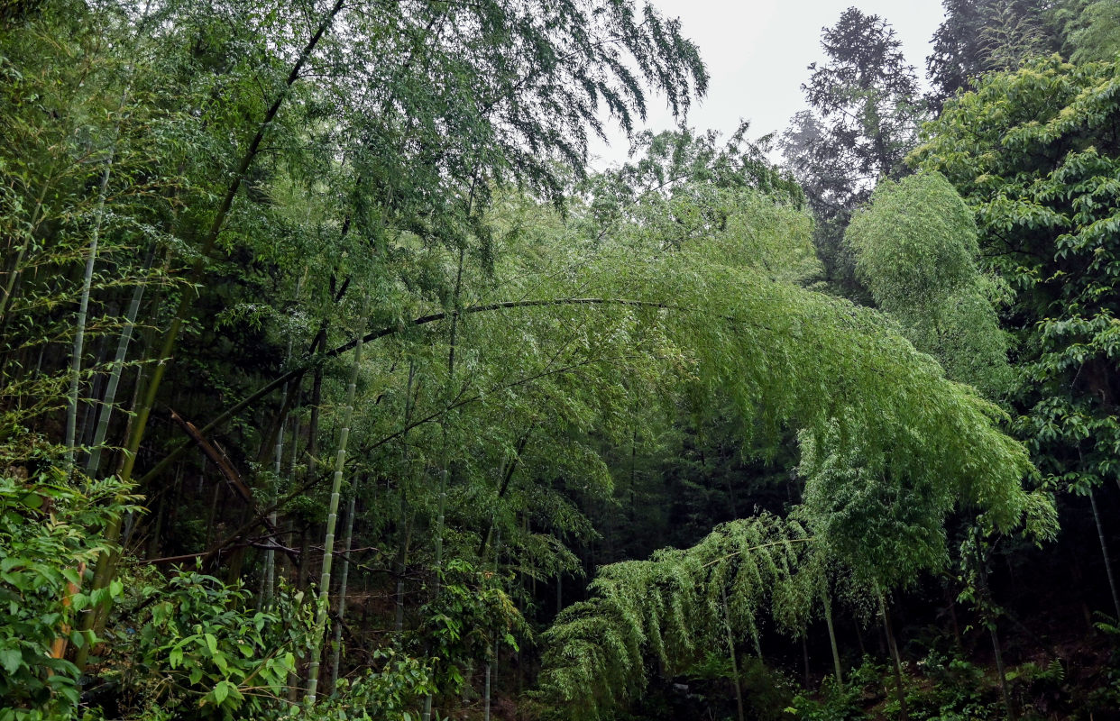Изображение особи Phyllostachys pubescens.