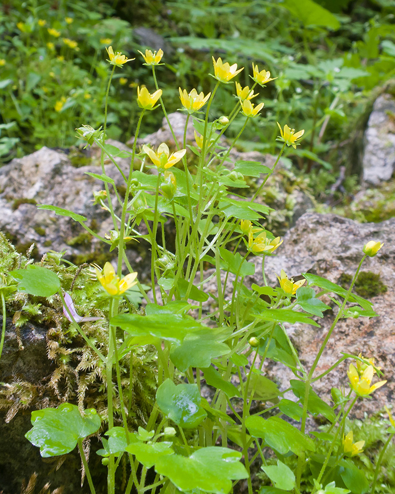 Изображение особи Saxifraga cymbalaria.