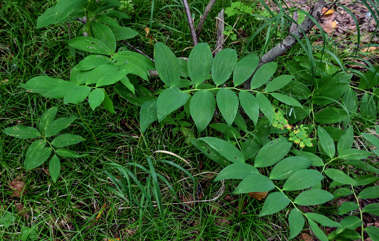Image of Polygonatum maximowiczii specimen.