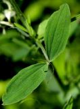 Lathyrus pratensis