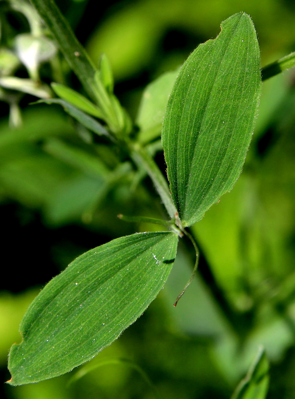 Image of Lathyrus pratensis specimen.