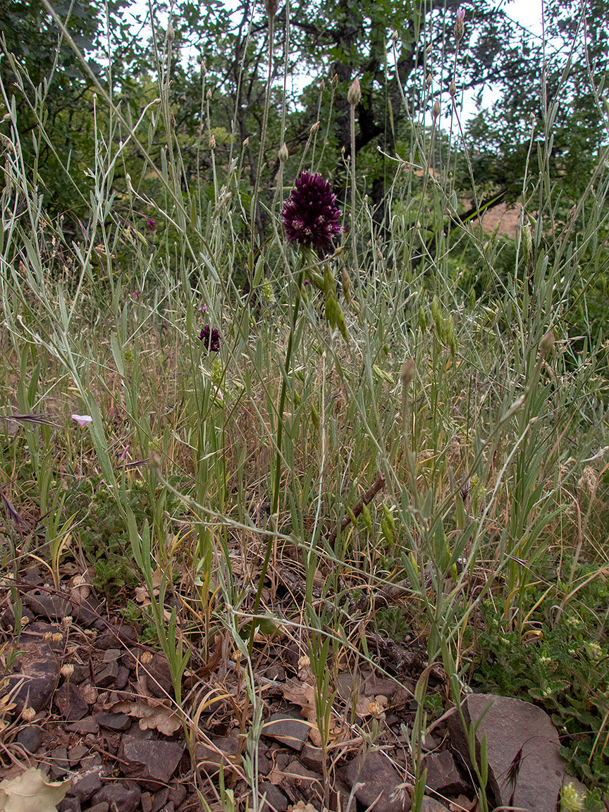 Изображение особи Allium rotundum.