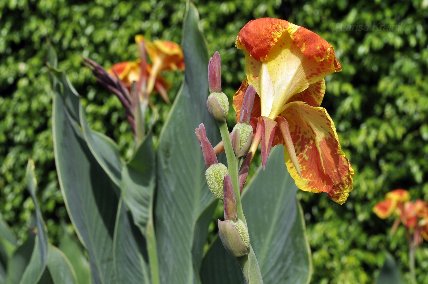 Image of Canna indica specimen.
