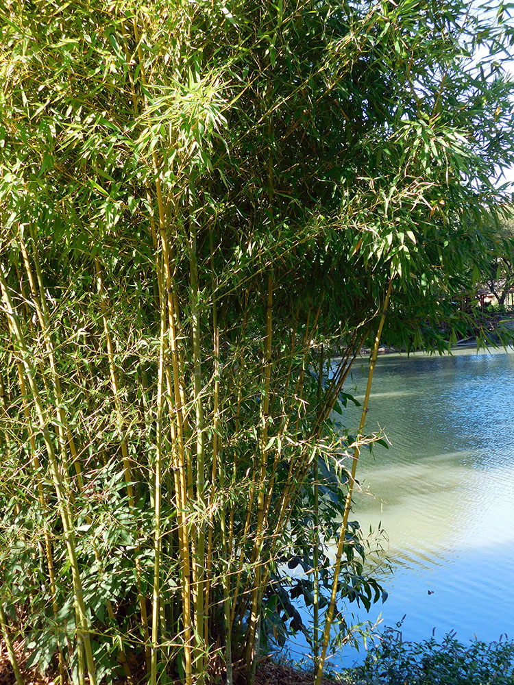 Image of Phyllostachys aurea specimen.