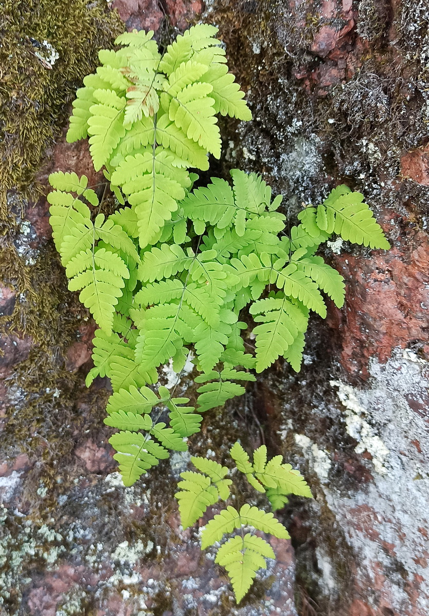 Image of Gymnocarpium dryopteris specimen.