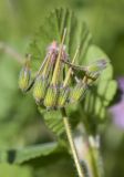 Erodium malacoides