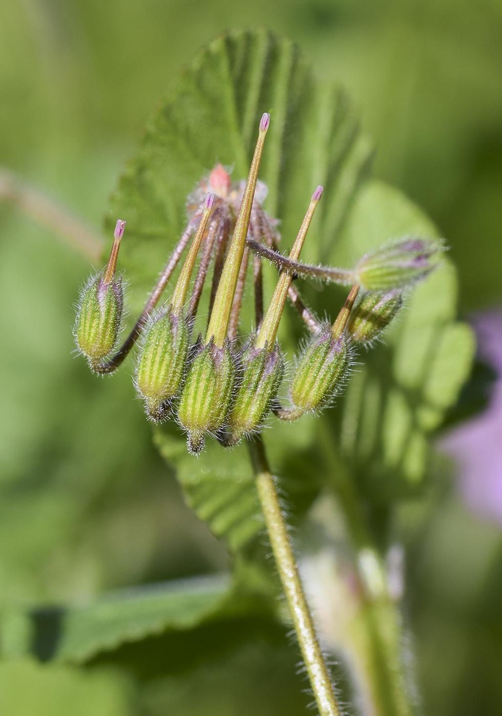 Image of Erodium malacoides specimen.