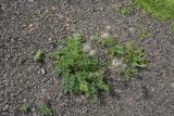 род Pulsatilla. Плодоносящие растения. Чечня, Шаройский р-н, окр. ур. Хиндушты, каменистый склон. 3 июля 2024 г.