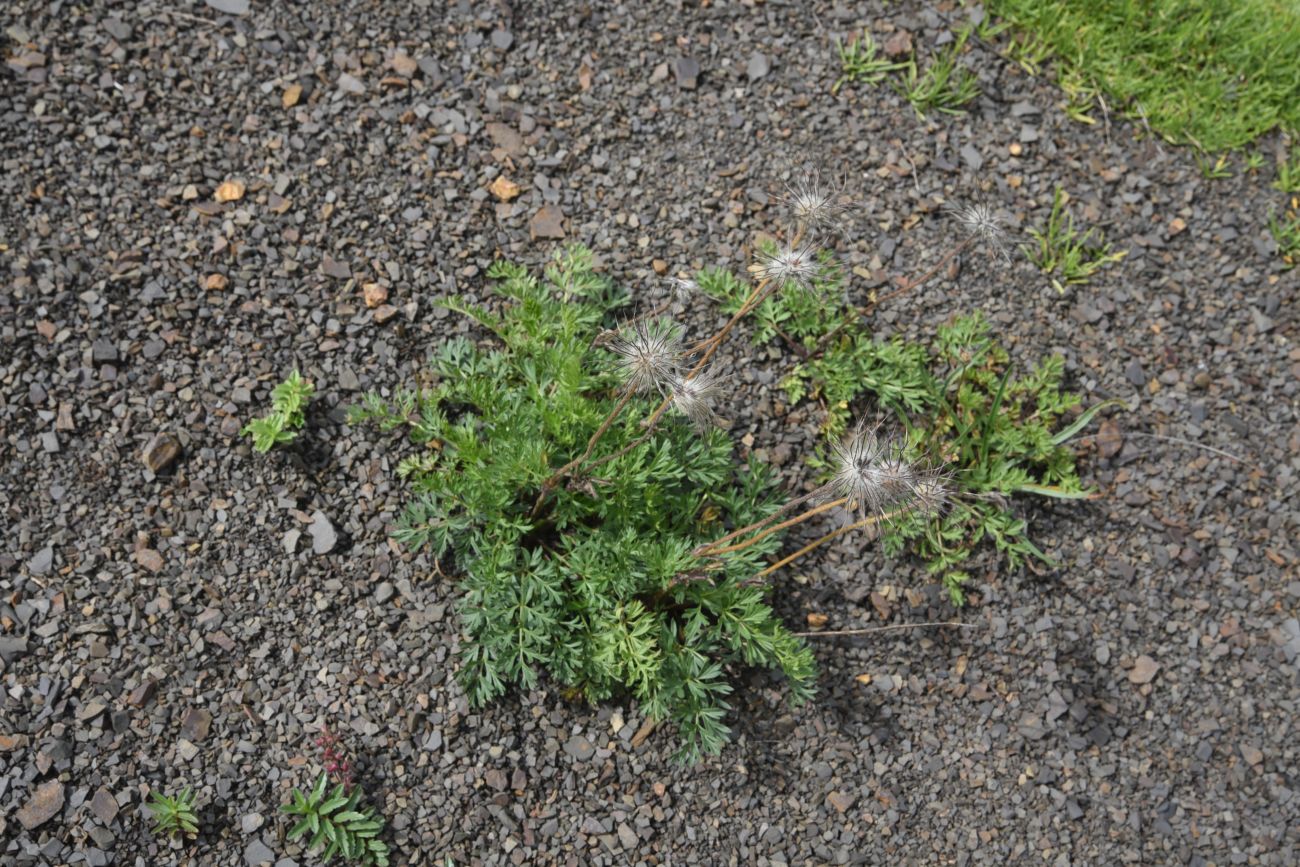 Изображение особи род Pulsatilla.