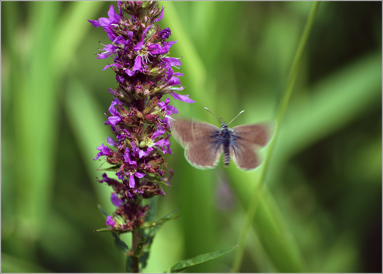 Изображение особи Lythrum salicaria.