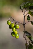 Solanum dulcamara