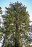 Sequoia sempervirens