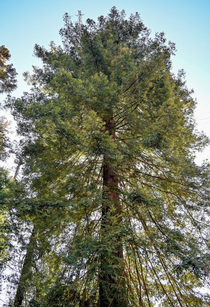 Image of Sequoia sempervirens specimen.