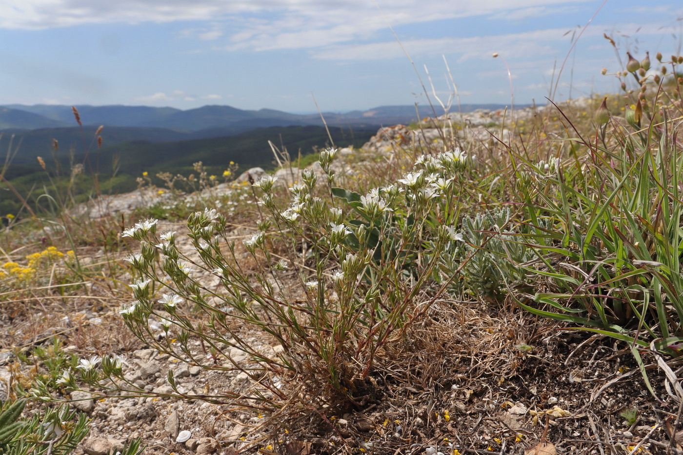 Image of Minuartia euxina specimen.